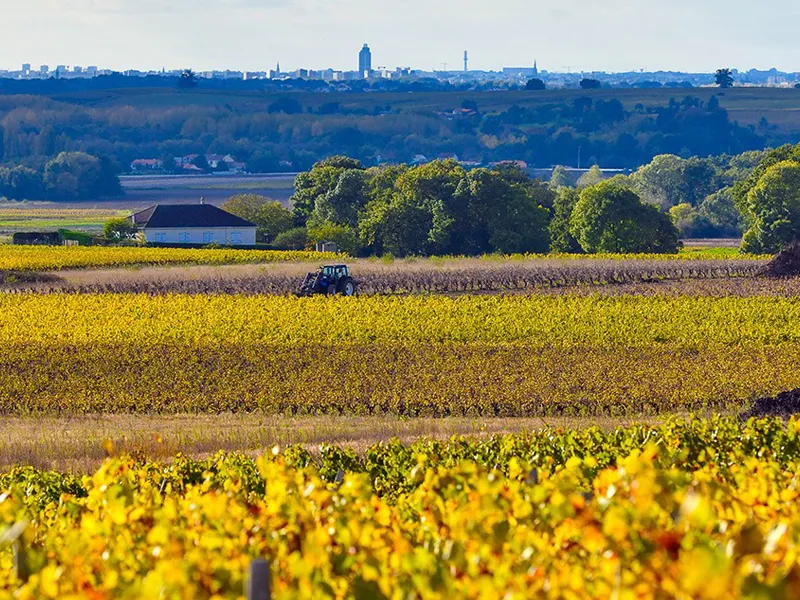 Vignoble Nantais